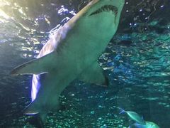 -悉尼海洋生物水族馆