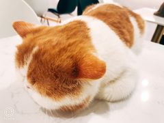-飞行喵MR PILOT|猫舍·猫咖(静安大融城店)