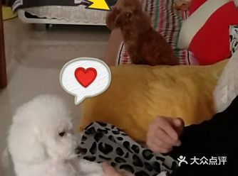 狗子们争抢玩具，完全不把我放在眼里