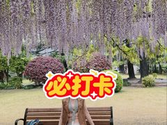 -嘉定紫藤园