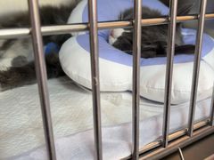 -瑞派福兴宠物医院犬猫全科·骨科·中西医结合(河东店)