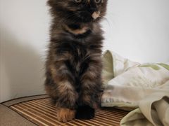-纳吉亚猫专科动物诊疗中心(蒋宅口分院)