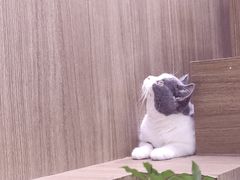 -COLOR PETS 撸猫馆·购猫·猫咖(长风大悦城店)