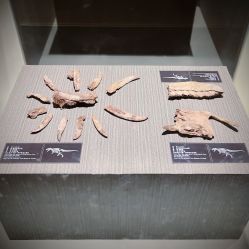-世界恐龙谷