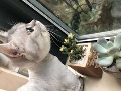 -家有小宠宠物美容(双楠街店)