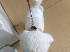 -百慈·博爱动物医院·CT·微创手术(雁滩店)