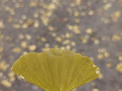 -三里屯东五街银杏大道