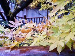 -七彩云南古滇温泉山庄