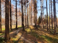 -黄海国家森林公园