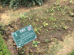 -广西壮族自治区药用植物园