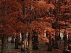 -白鹭湾湿地公园