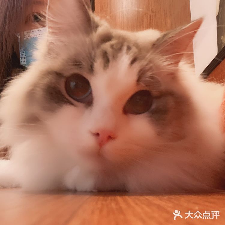 上海撸猫|这家猫咖也太解压了
