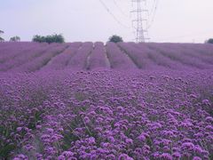 -紫颐香薰山谷景区