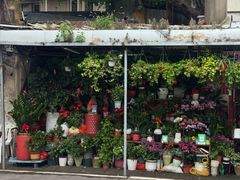 -溪岸路花鸟市场