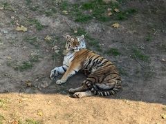 -西霞口神雕山野生动物世界