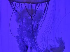 -上海海洋水族馆