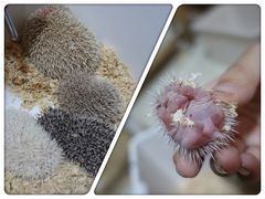 -藦茜花园宠物主题亲子互动体验馆(国顺东路店)