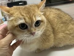 -御宝贝·A梦猫科宠物医院(国际猫友好医院)