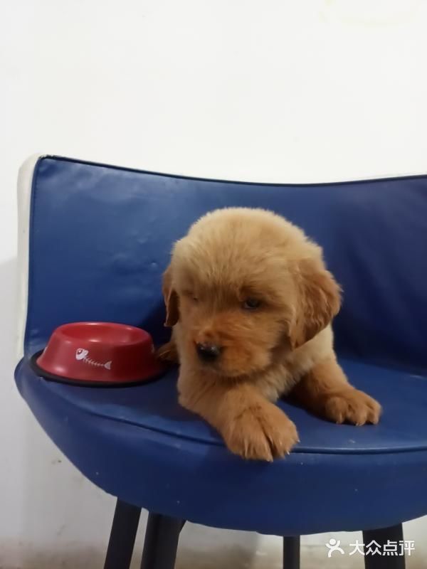 店里面的宠物都是可以售卖的，还都很健康