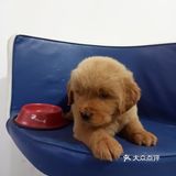 店里面的宠物都是可以售卖的，还都很健康