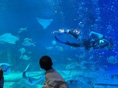 -烟台海昌鲸鲨海洋公园