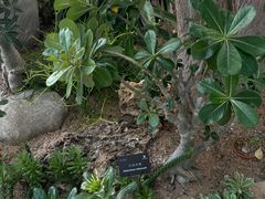 -深圳仙湖植物园