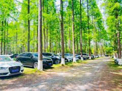 -黄海国家森林公园