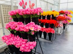 -荷兰花海