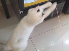 -平行世界·猫咖(首经贸店)