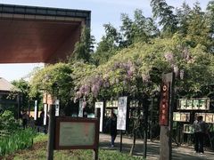 -田园东方蜜桃村的田野营地