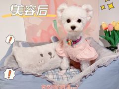 -BABIT巴比特宠物(MOMOPARK店)