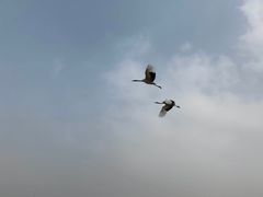 -盐城丹顶鹤湿地生态旅游区