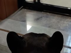 -北京派仕佳德动物医院·超导核磁·CT·神经科·骨科·内外科·急重症管理中心