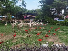 -广州长隆飞鸟乐园