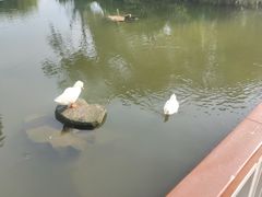 -新江湾城公园