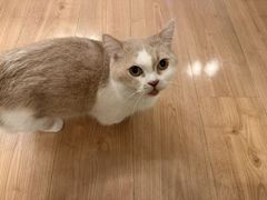 -MOYOYO猫咪咖啡店