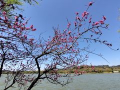 -洛龙公园