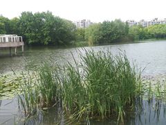 -新江湾城公园