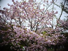 -顾村公园