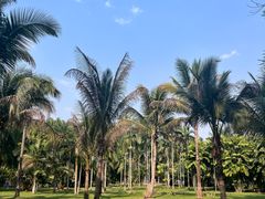 -中国科学院西双版纳热带植物园