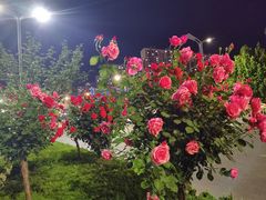 -曹州百花园