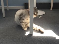 -喵的天空名猫咖啡馆·撸猫·猫舍·用品