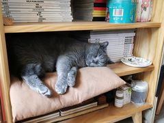 -海边的猫和咖啡馆