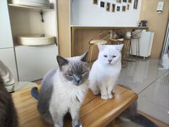 -鼓捣猫呢主题猫咖店