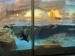 -海合安武汉极地海洋公园