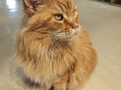 -藏猫猫咖啡主题馆(中央大道店)