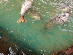 -华夏文旅海洋公园