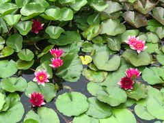 -国家植物园南园