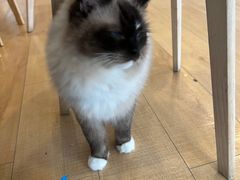 -Let's go狗咖·猫咖·奶狗·桌游(春熙路IFS店)