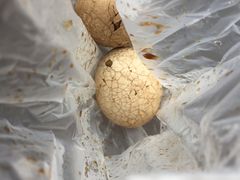 -金盆阿嬷香菇茶叶蛋(玄光店)